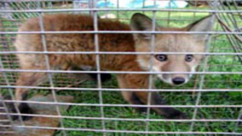 Bat Removal in Reynoldsburg is Best Left to the Professionals