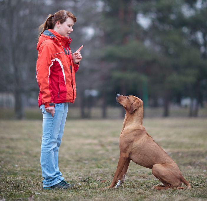 Tips for Finding Quality Dog Daycare Services in Chicago