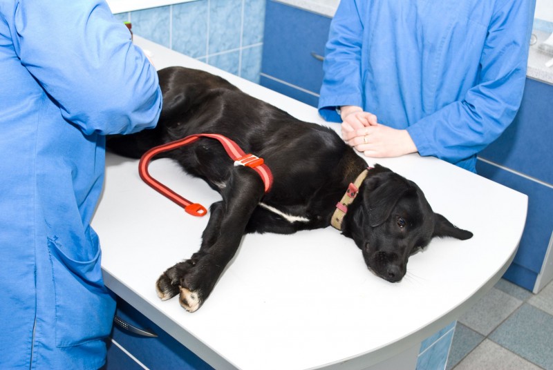 A Popular Veterinary Hospital In Bowie