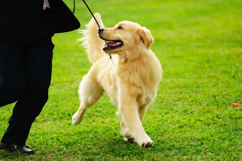 4 Great Things about Hiring a Dog Walking Service