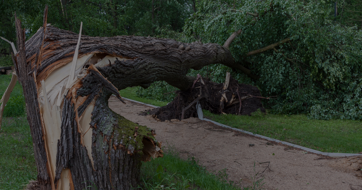 Having Your Trees Routinely Trimmed is Important